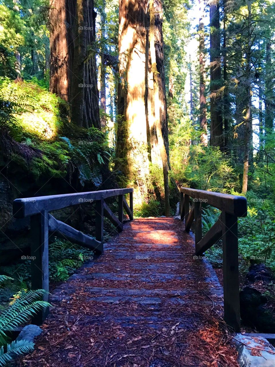 Bridge Somewhere in the Redwoods