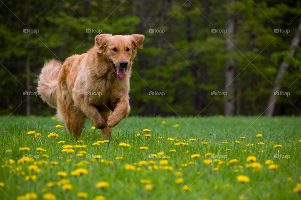 Golder retriever running across a bed of dandelions