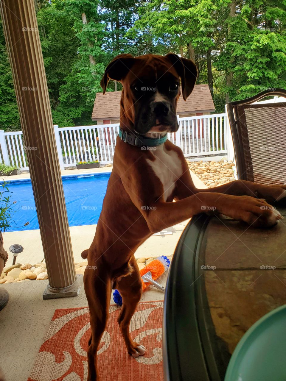Boxer posing in backyard.