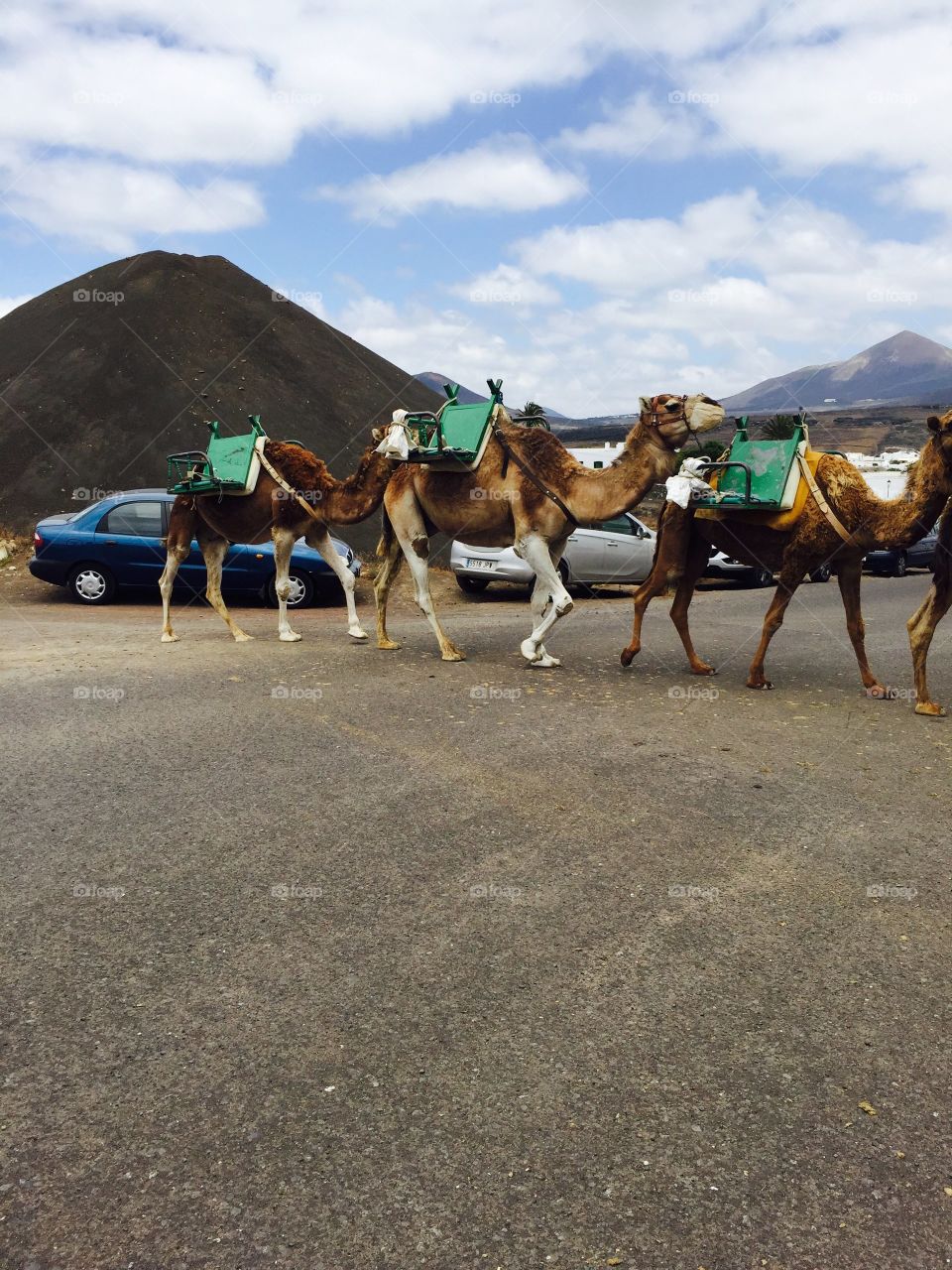 Camel in Lanzarote Canary Islands 🇮🇨