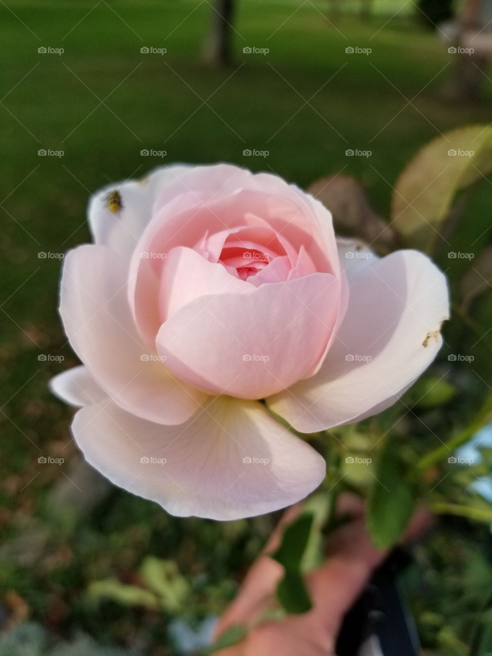 Flower, Nature, Rose, Love, No Person