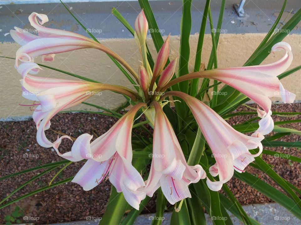 pink flowers