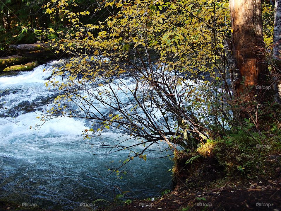 Sun rays penetrate the thick trees of the forests around Western Oregon’s McKenzie River and beautifully illuminate the water and surrounding trees on the banks of the river on a fall day. 