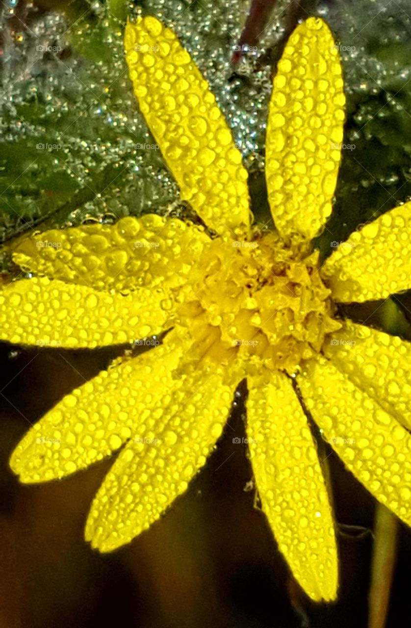 dew on wildflower