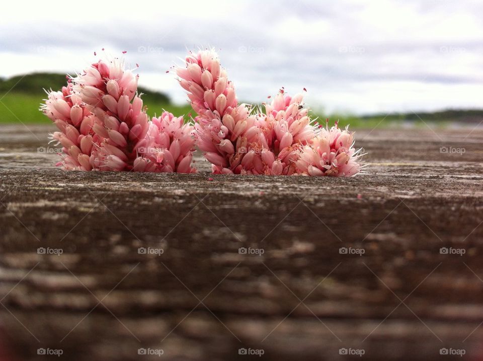 Flowers close up