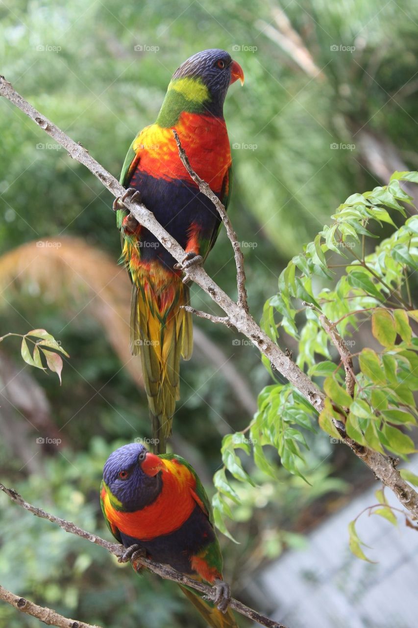 Pair of Rainbow Lorakeets