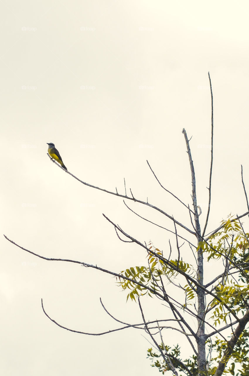 The bem-te-vi or grande-kiskadi is a passerine bird in the tyrannical family of scientific name Pitangus sulphuratus. The species is also known by the Indians as pituã, pitaguá or puintaguá.