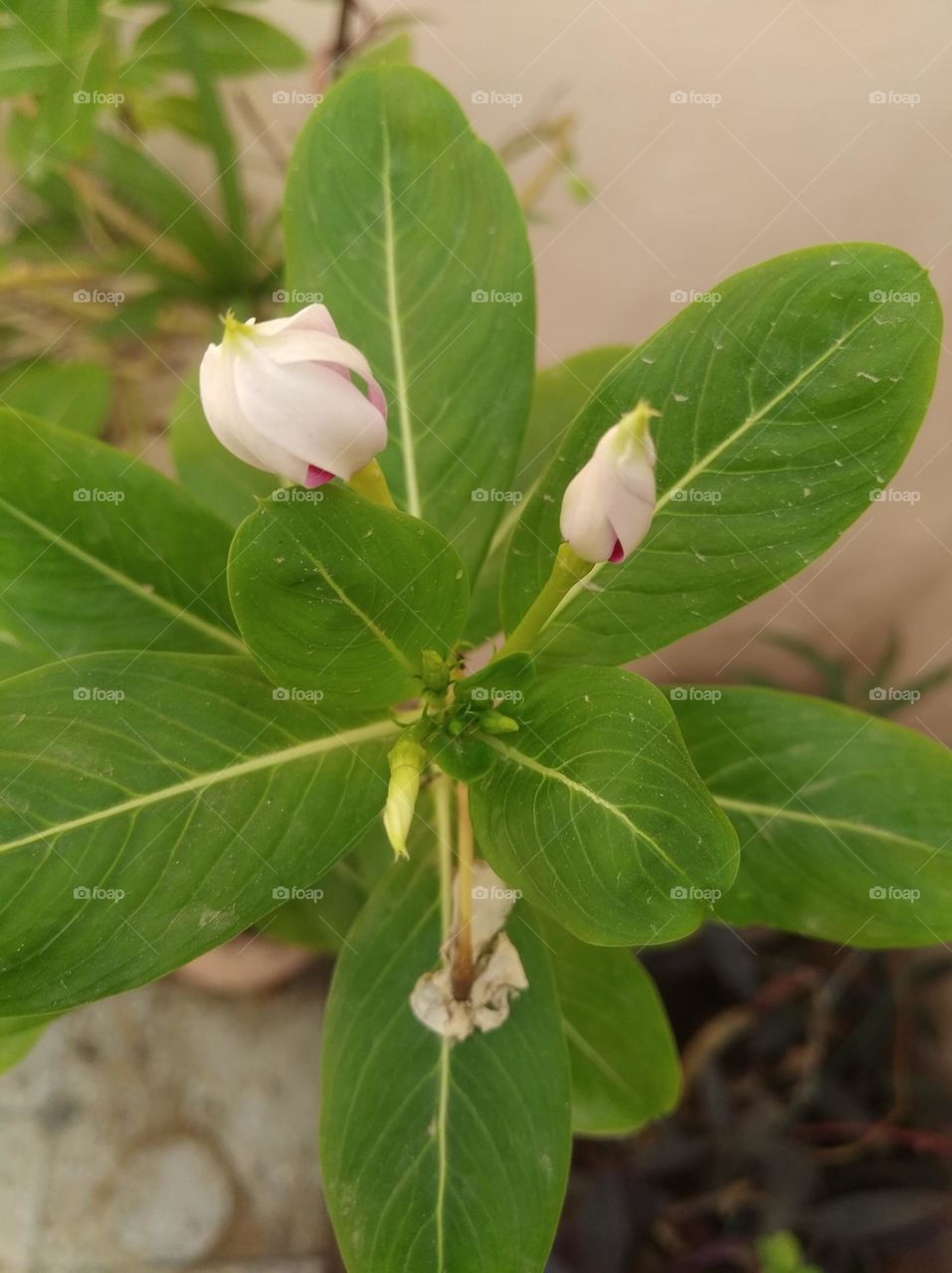 periwinkle pink flower buds small size shurb looks very beautiful generally found everywhere