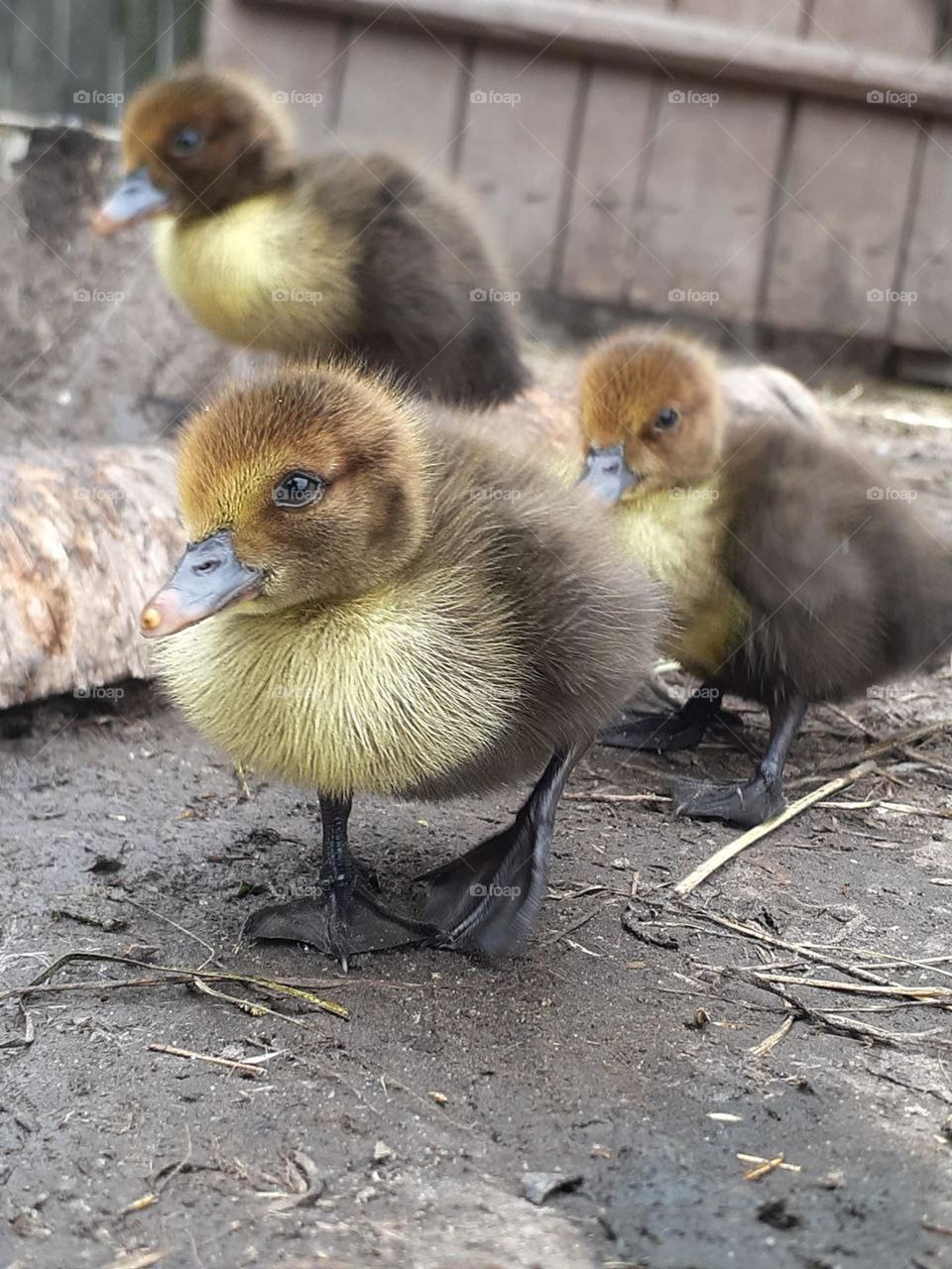 three small, brown spring ducklings that have only recently hatched