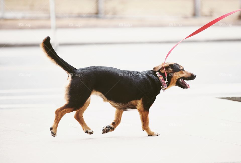 A dog on a red leash running through bright streets