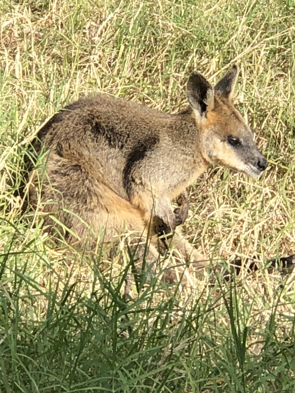 Wallaby 