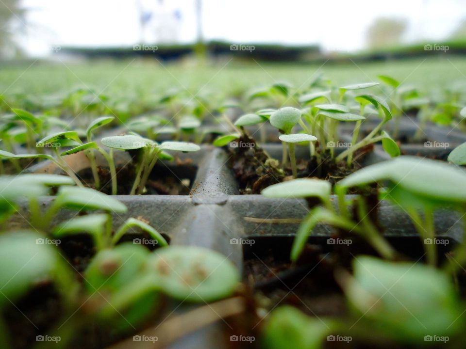 Close-up of arugula plantation