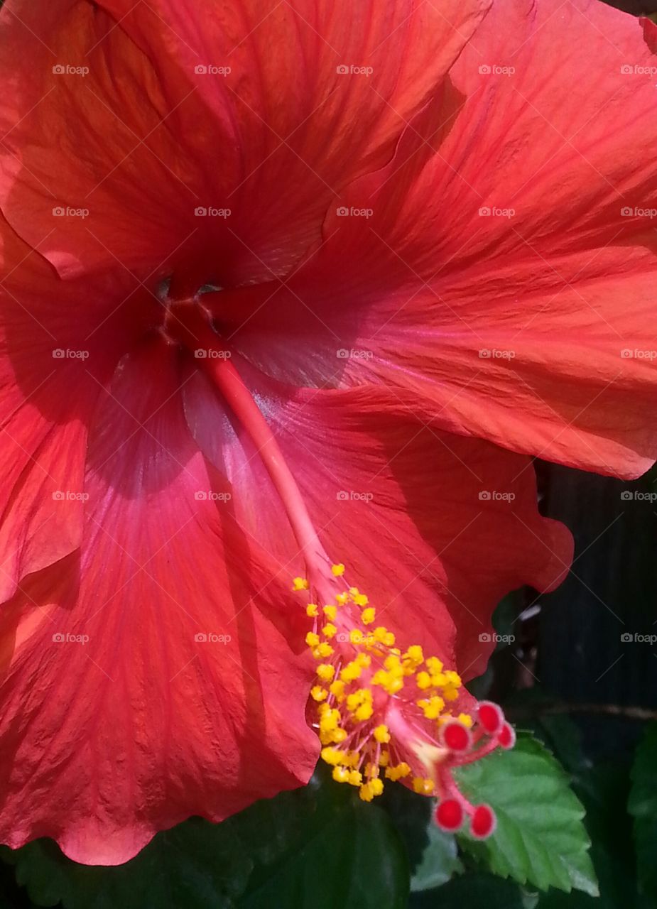 Hibiscus soaking up the sun