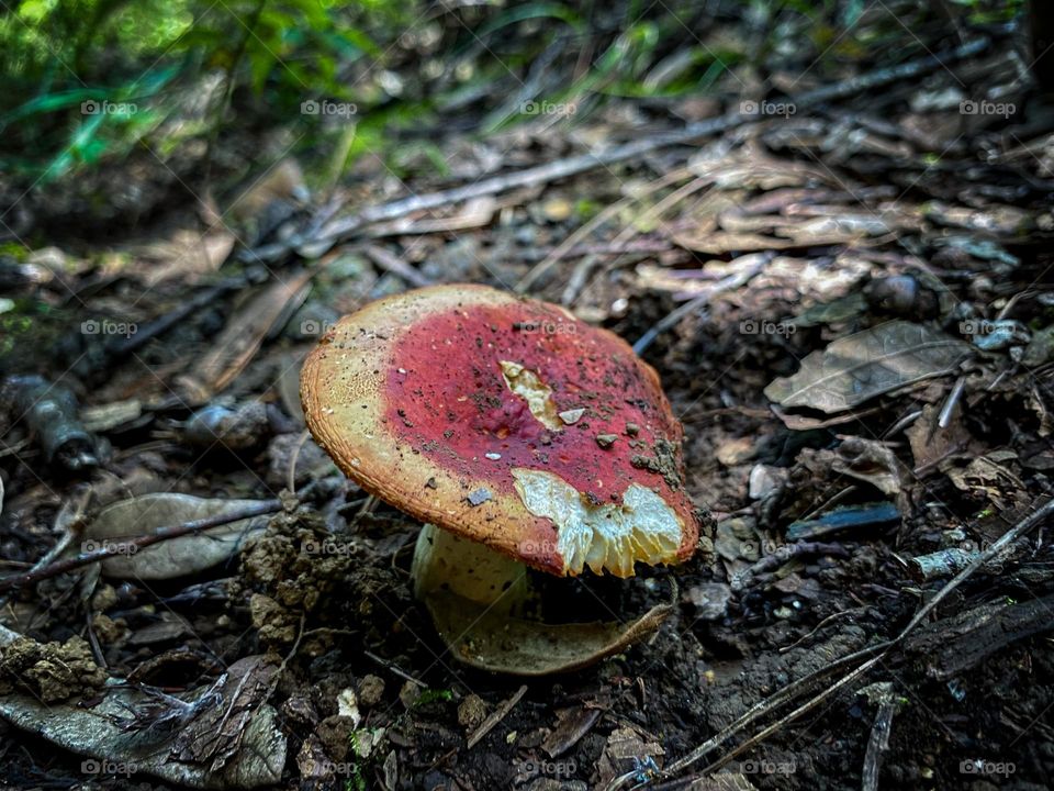 🍄