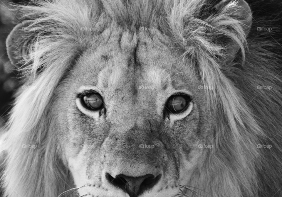 beautiful male lion. Kruger Park. South Africa.