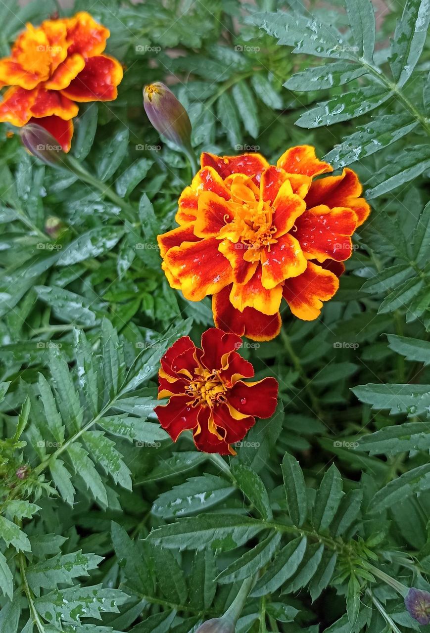 beautiful flowers close up summer time