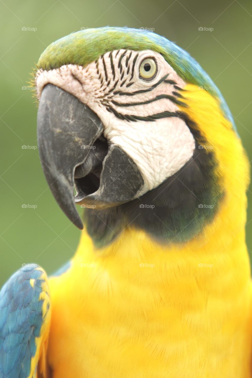 Parrot