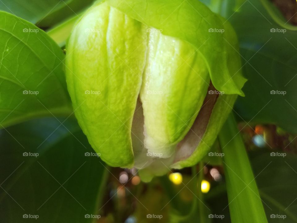 Leaf, Nature, Flora, No Person, Fruit