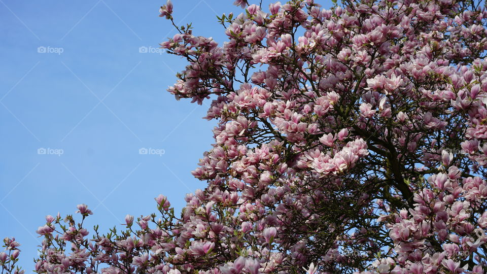 Flowers in springtime.