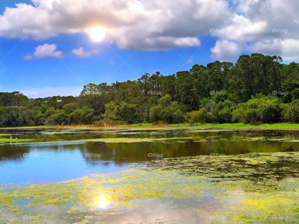 The suns reflection on the lake by the forest.