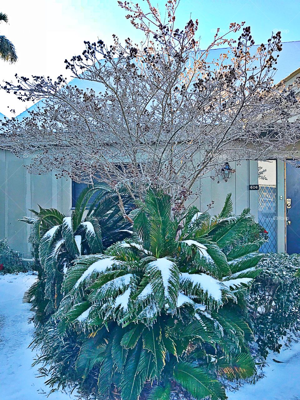 Frozen Vegetation 