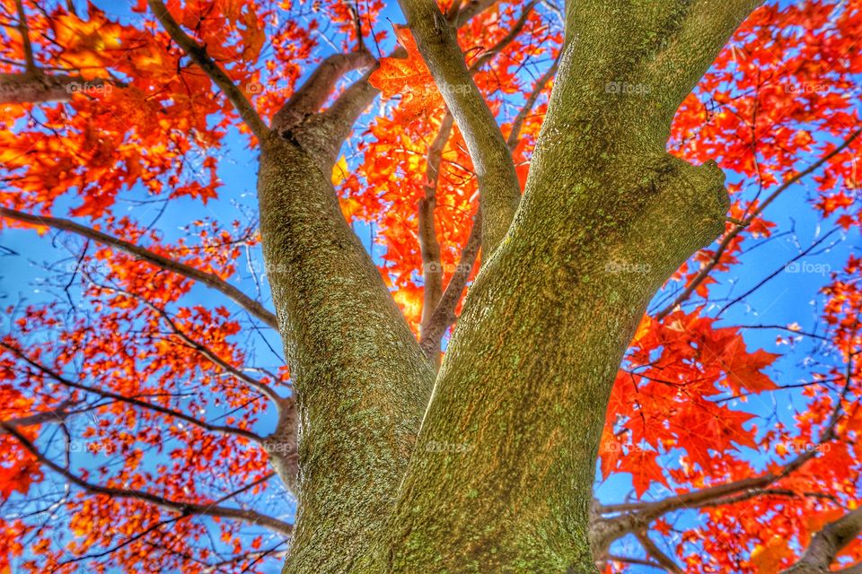 Nature. Maple Tree