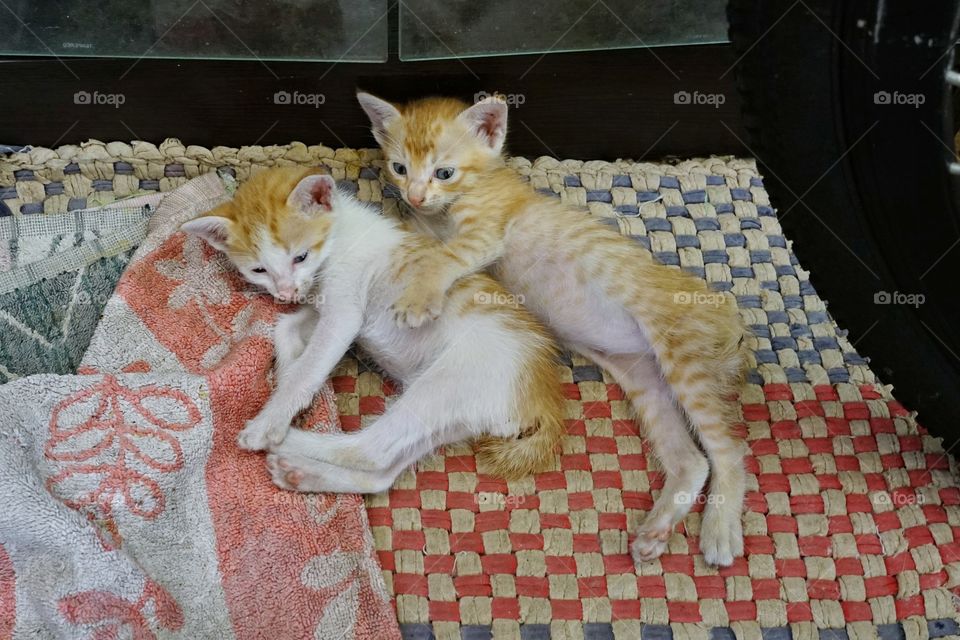 kittens playing