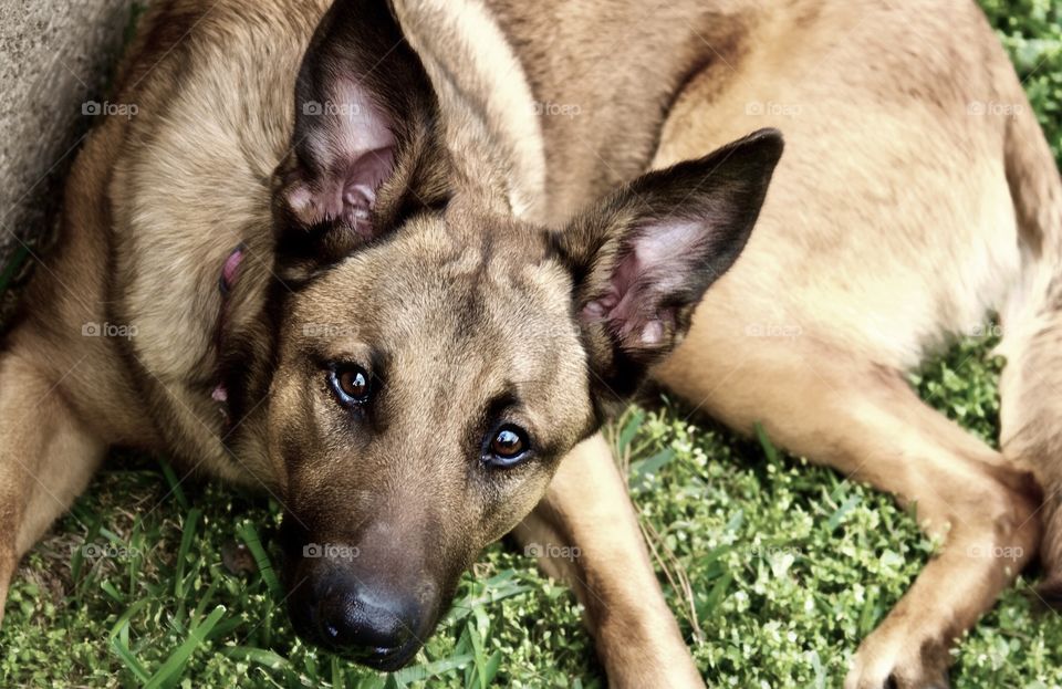 Bella the Belgian relaxing on a Spring afternoon