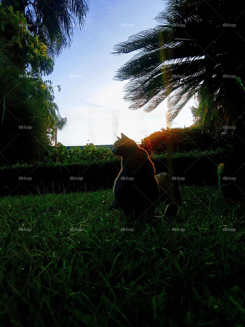 cat in a sunset