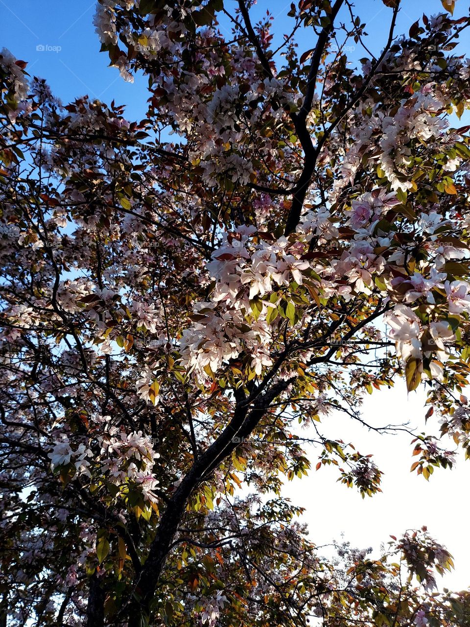 Spring Blooms