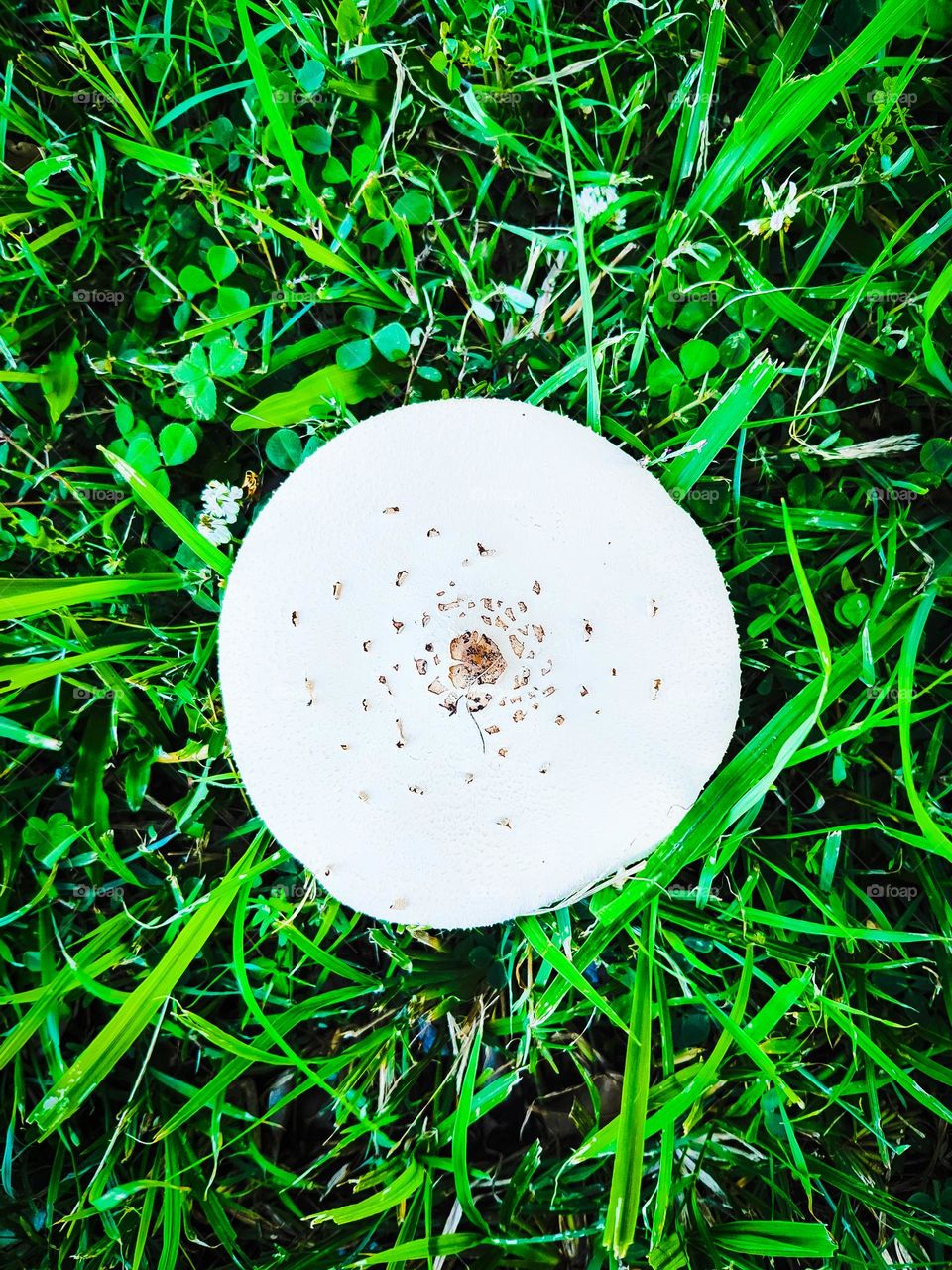Top down view of False Parasol mushroom