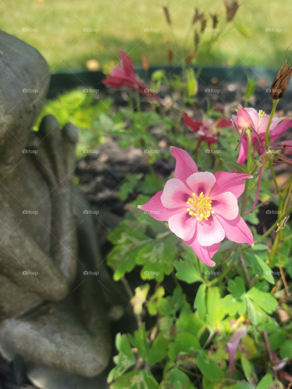 Bright and Serene Summer Columbine Meditation Garden