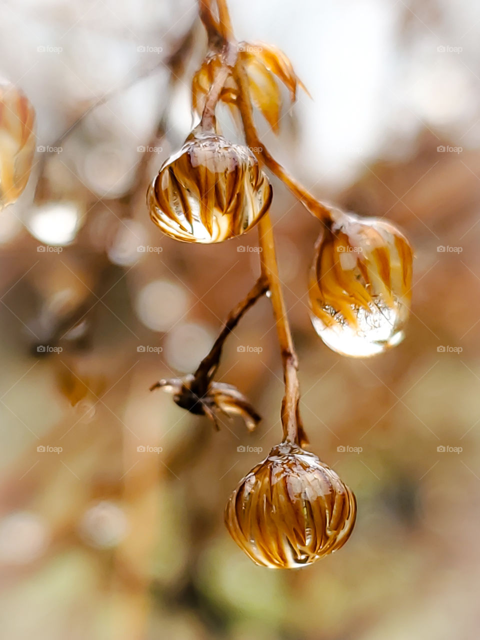 The southern parts of N. America don't see snow very often but they do see freezing temperatures & rain.  Three rain drops of freezing rain are on the remainder of three withered brown wildflower buds while icee flurries fall in the background.