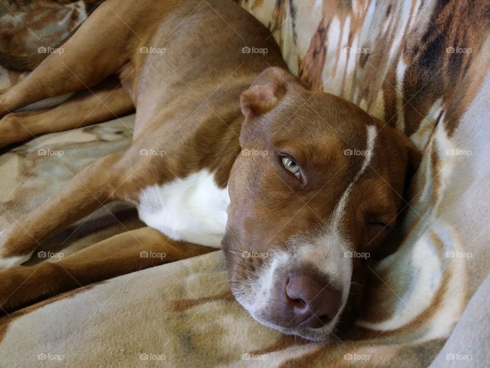 American Staffordshire  Catahoula cross puppy dog with green eyes red nose blaze face brindle coat relaxing and about to go to sleep in her favorite recliner chair