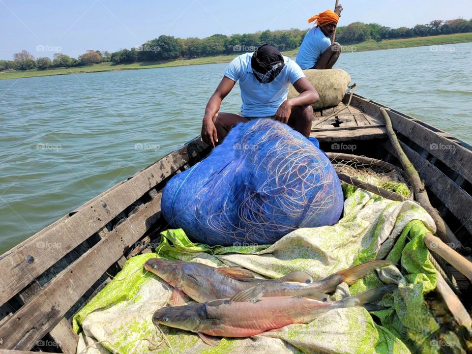 Indian tengra fish image