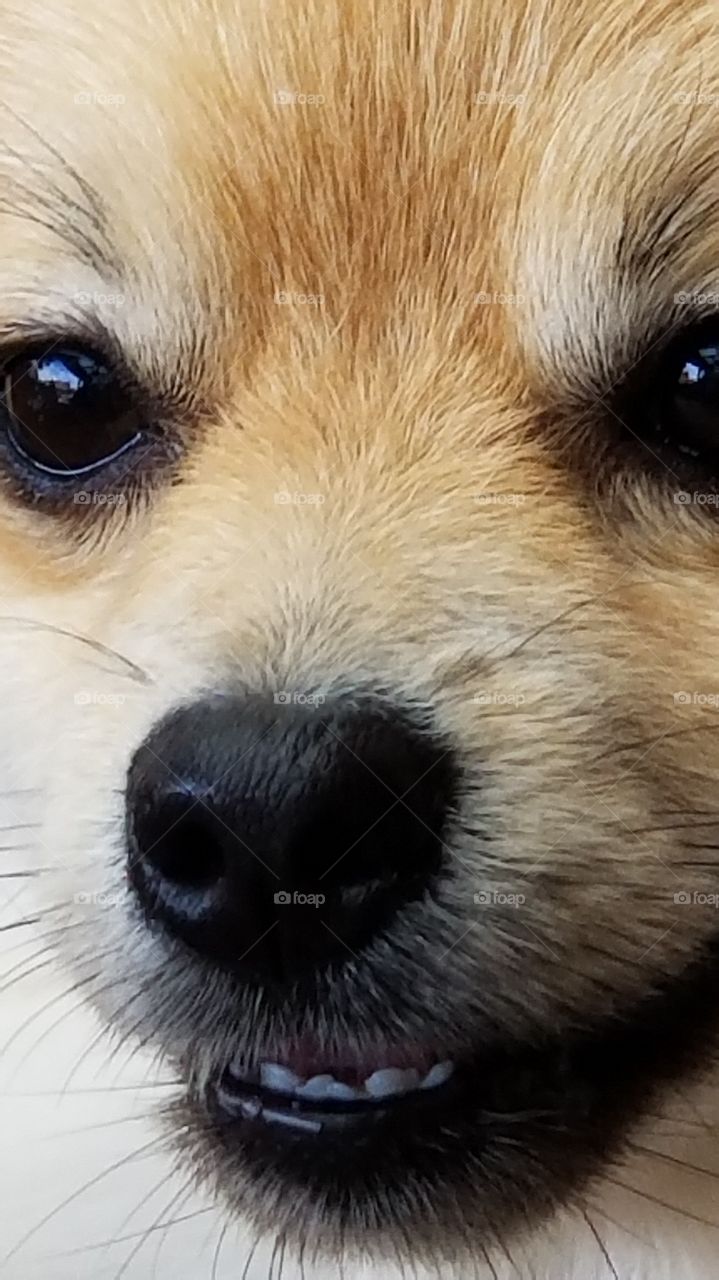 Teddy Bear, Pomeranian close up