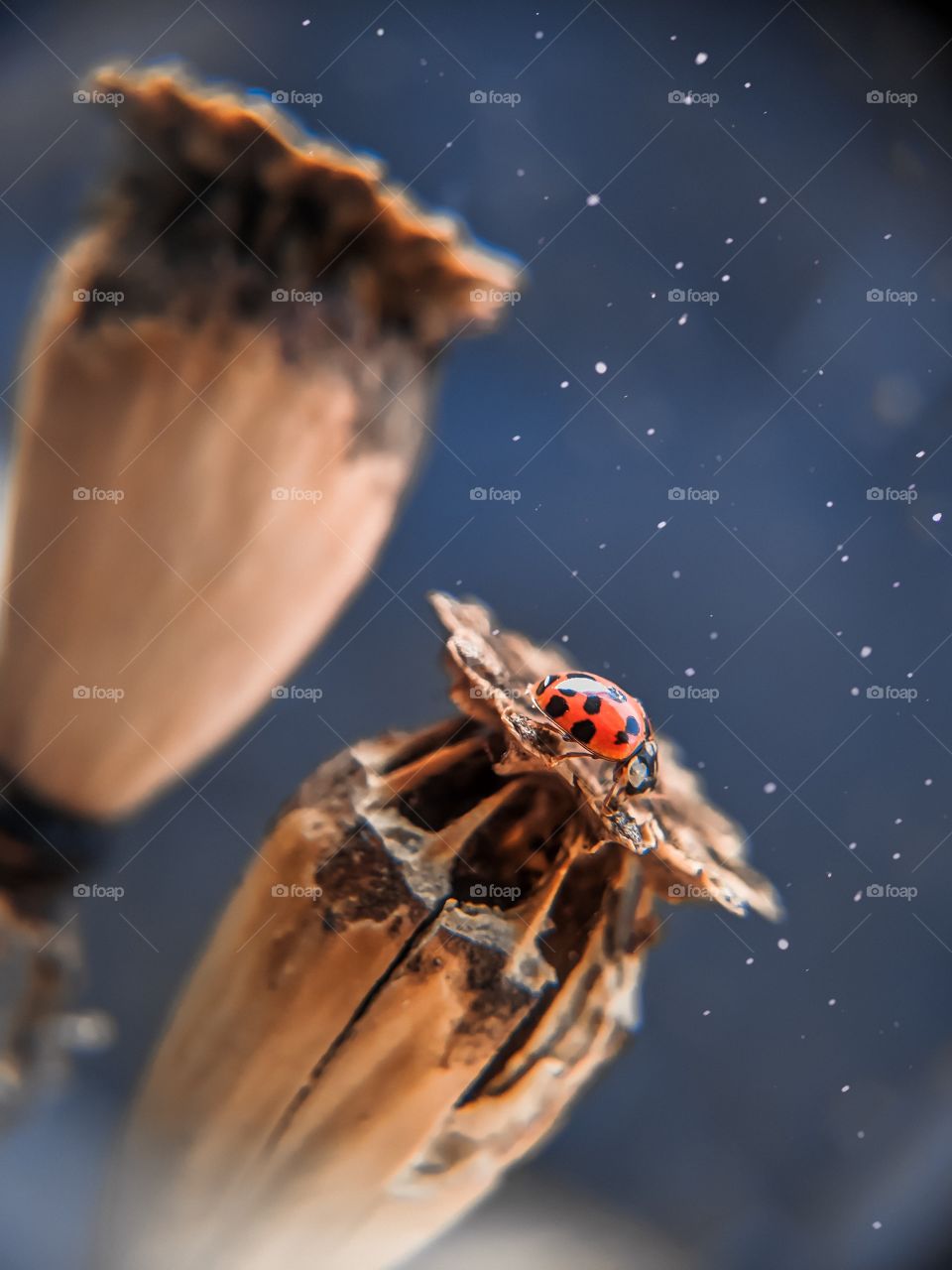 ladybug sitting on a flower