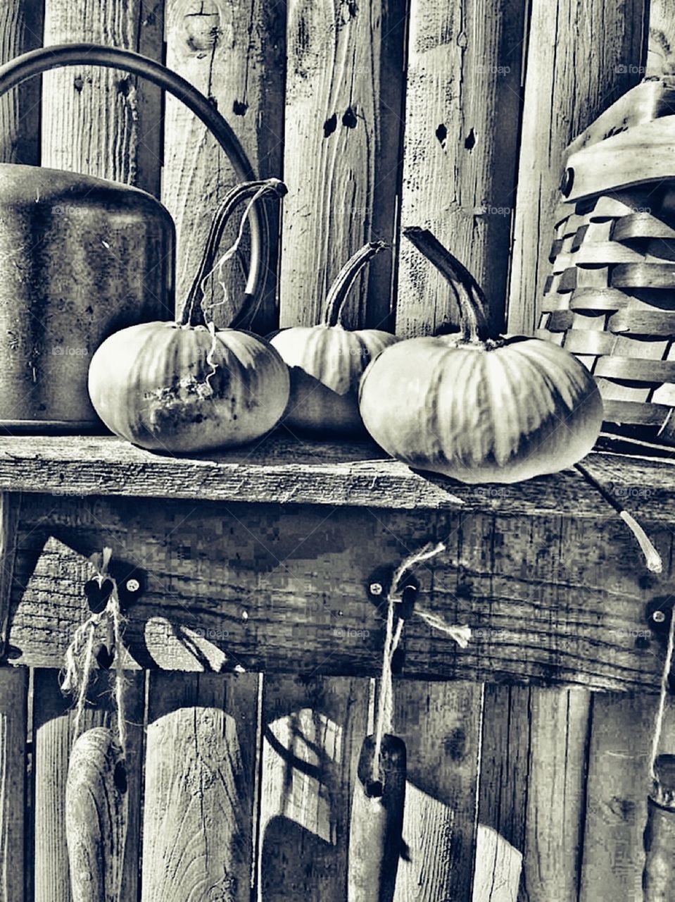 Rustic wood garden fence and shelf with miniature pumpkins old copper watering can , a basket and hanging garden tools outside decoration