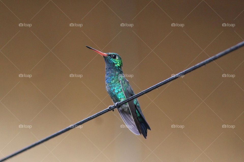 Hummingbird,  brazilian bird.  Porto Alegre,  RS,  Brazil.