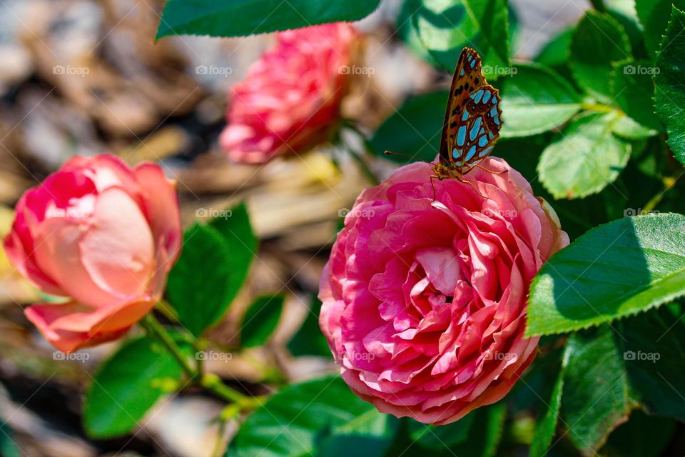 A butterfly at the pink rose