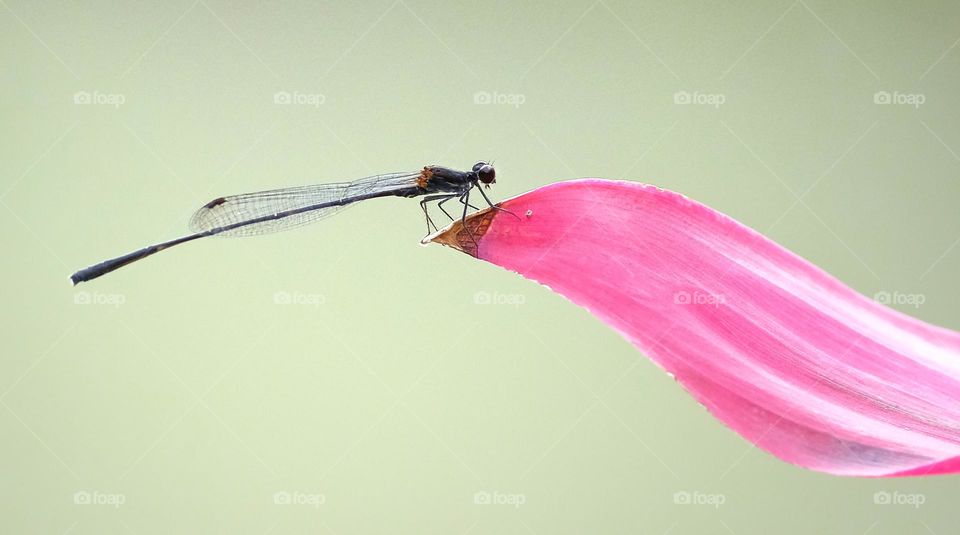 red damselfly with red leave
