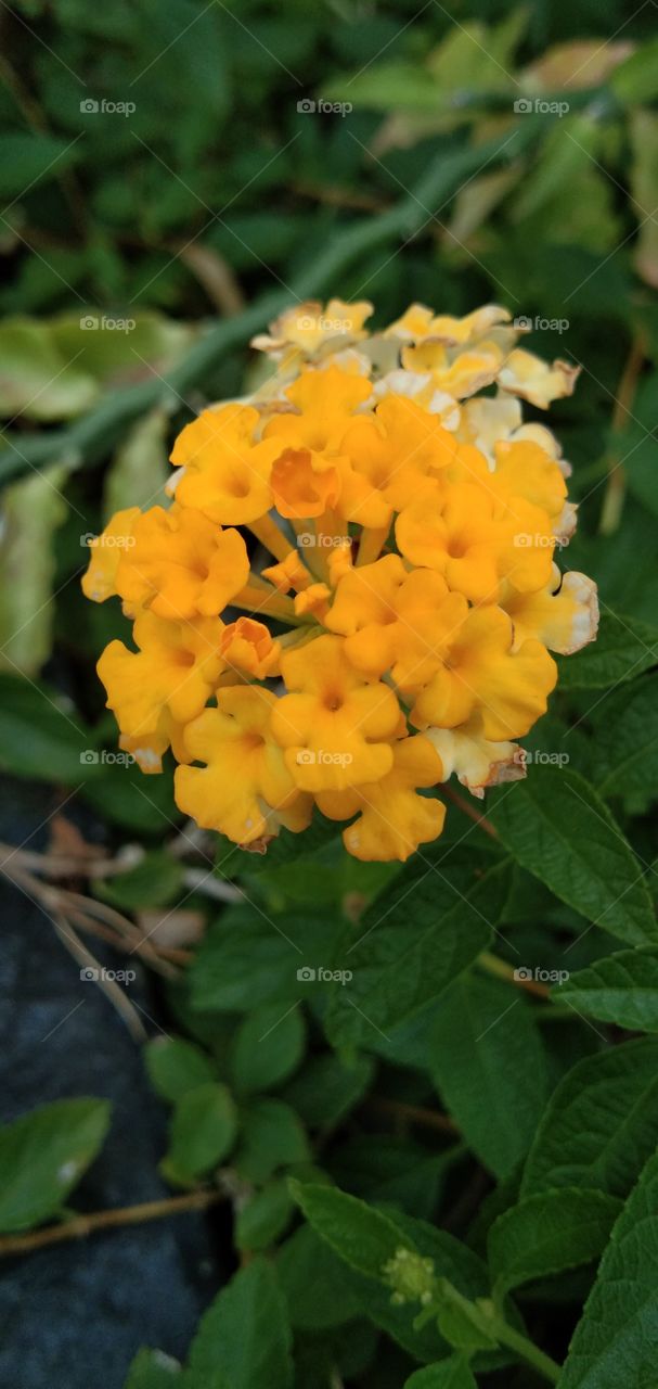 Lantana camara or Saliara / Tembelekan Bali are flowering plants of the small Verbenaceae family.