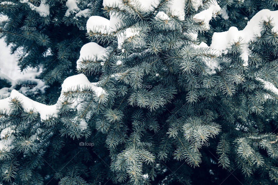 blue spruce branches covered with snow