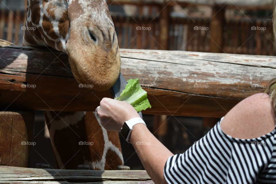 Giraffe Eats Lettuce From Zoo Visitor