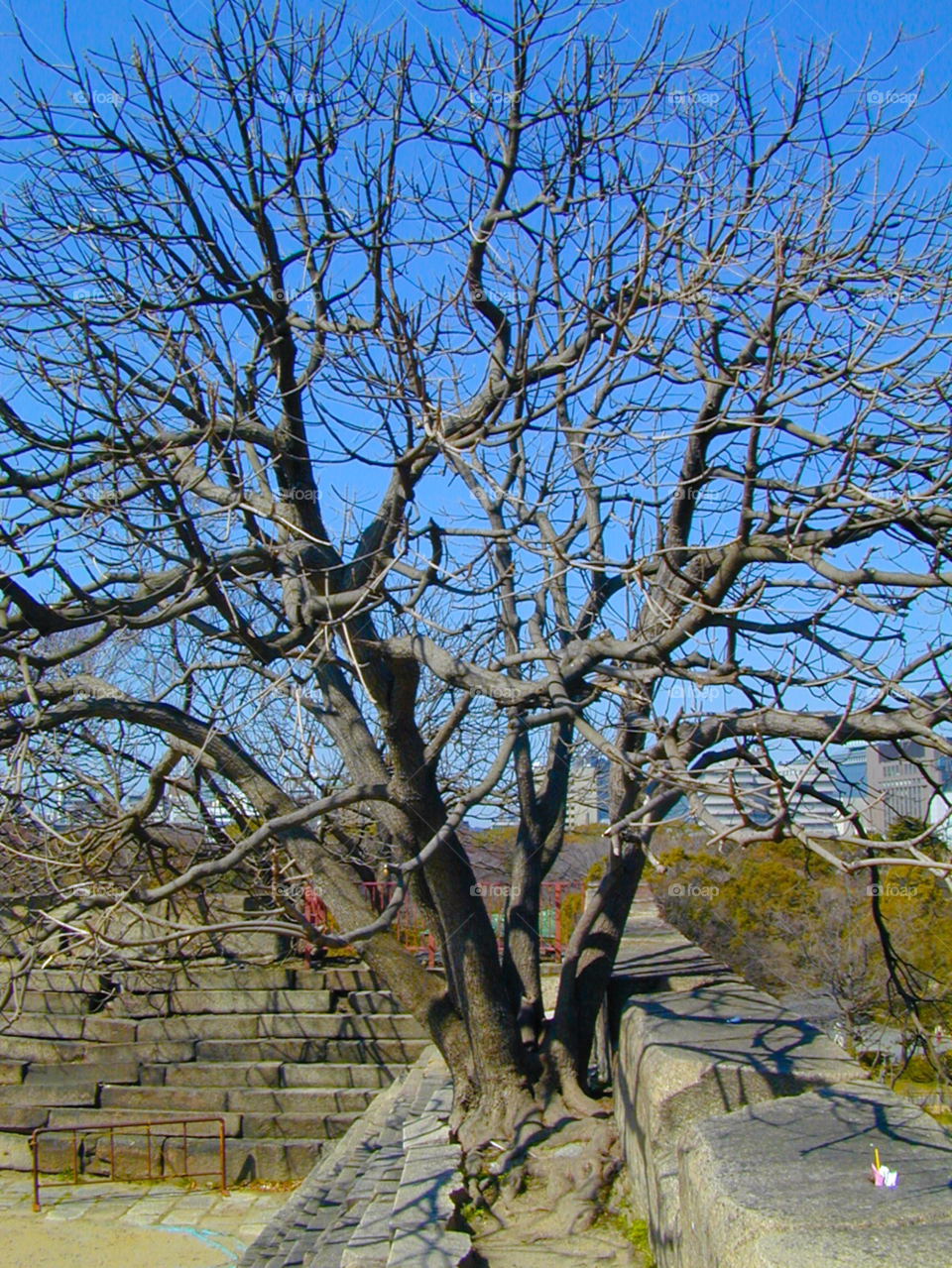 nature wall travel tree by cmosphotos