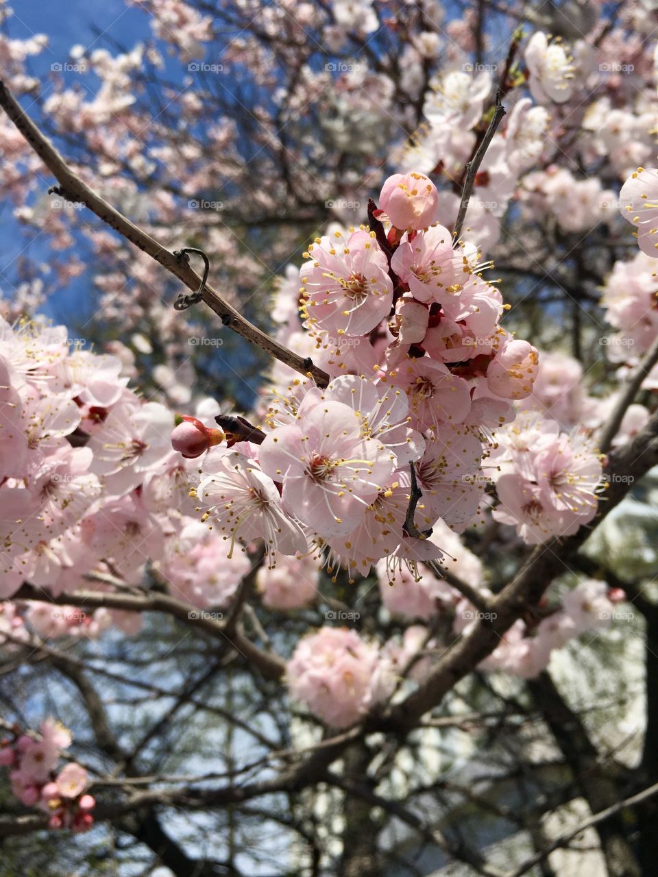 spring flowering