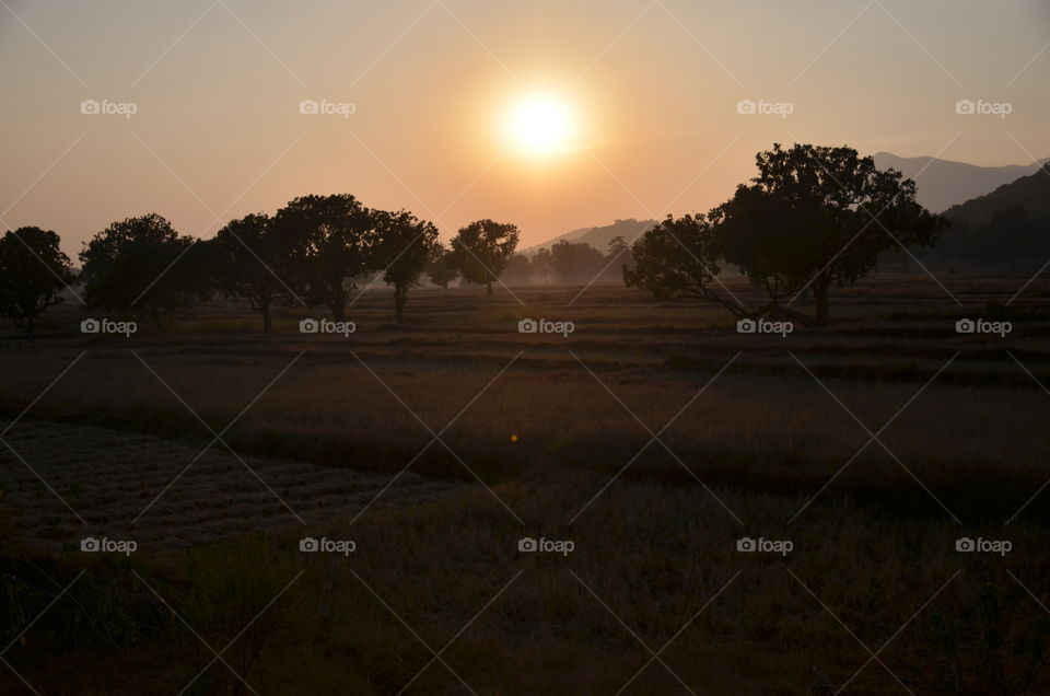 Foggy morning on grassy field