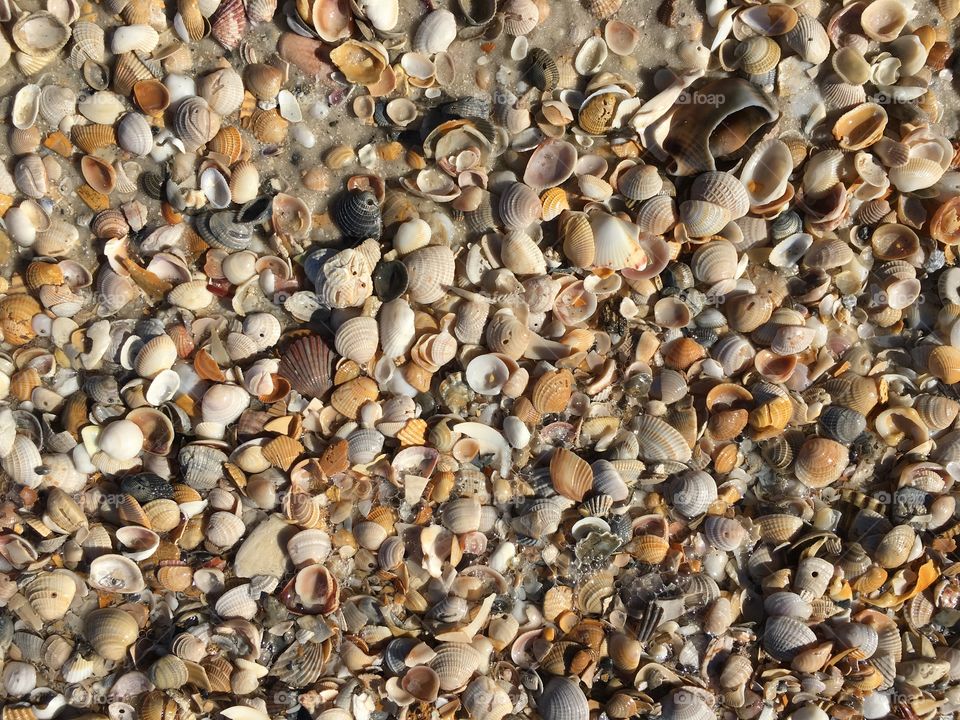 Shells on Beach