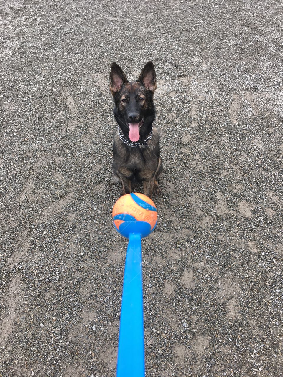 German Sheperd at the dog park