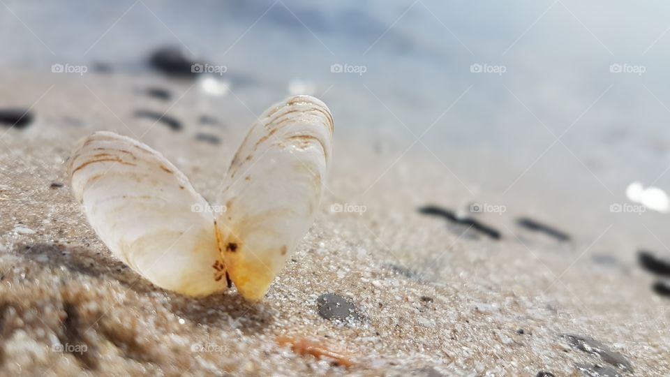 Open clam shell on beach